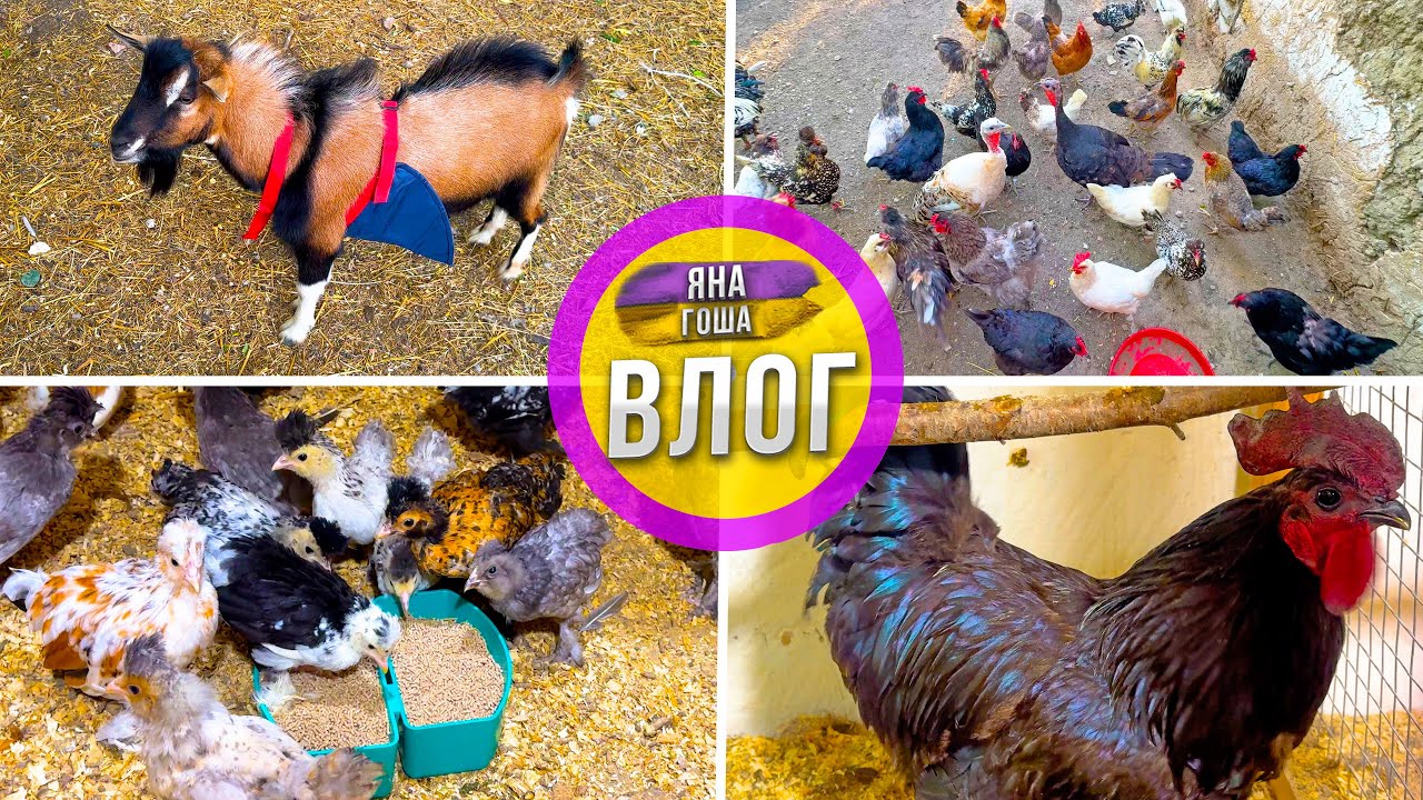 Козёл теперь НЕ СМОЖЕТ, хотя вероятно УЖЕ УСПЕЛ! С Яной на ферме: курочки, цыплята, индюки, ласточки