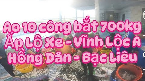 Ao 10 công bắt 700kg tôm càng lúc 4 giờ sáng tại ấp Lộ Xe - Vĩnh Lộc A - Hồng Dân - Bạc Liêu