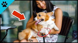 NO Woman Can Hide THAT From Her Dog! (Amazing) by Dogtube 43 views 9 months ago 1 minute, 52 seconds