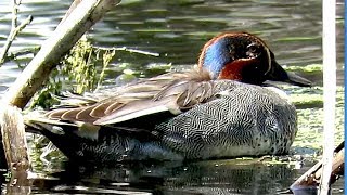 Утка и селезень Чирок-свистунок, Eurasian Teal