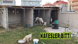 Köpekleri̇n Kafesleri̇ Tamam Yavrular Gönderi̇me Hazir