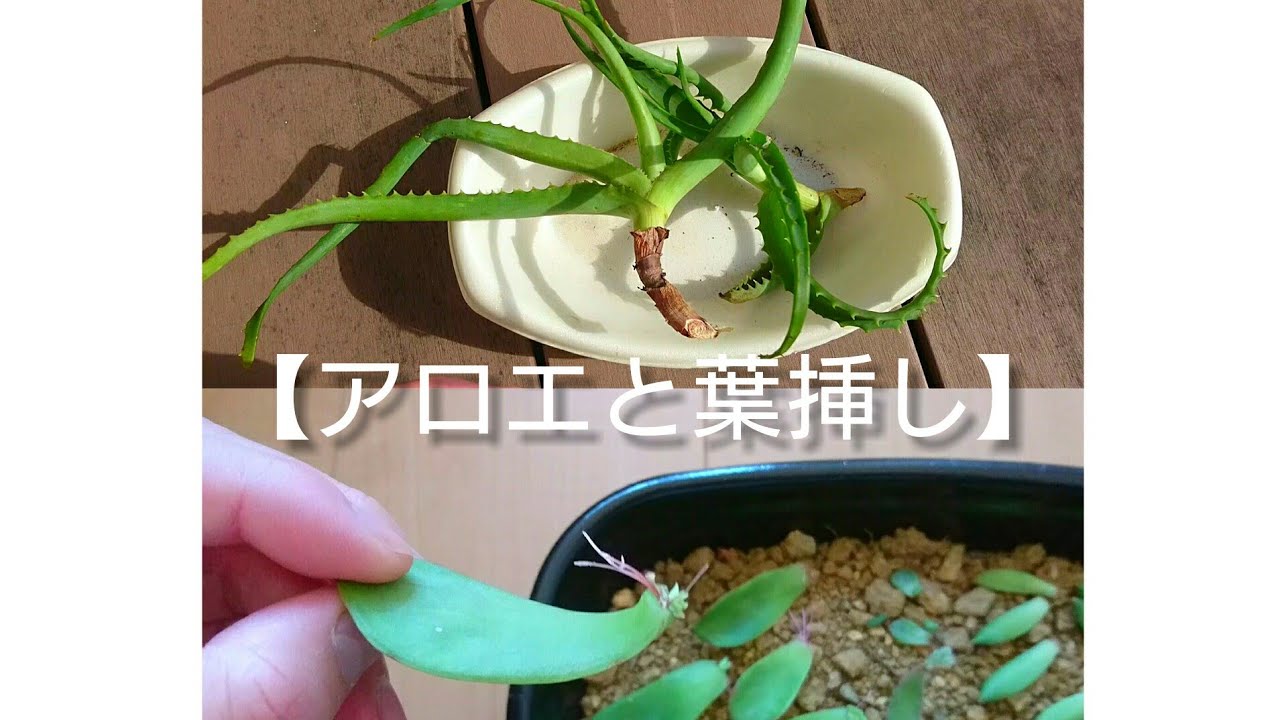 02 02花壇いじりvlog62 貰った木立アロエ 地植え前葉挿し Youtube