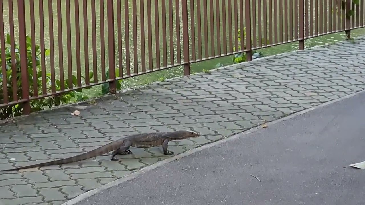 Monitor Lizard Punggol PCN YouTube Monitor Lizard Punggol PCN YouTube