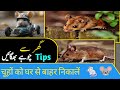 Get rid of mouse  chuhe baghane ka tarika  rat killer trick  rat killer spray kitchentips