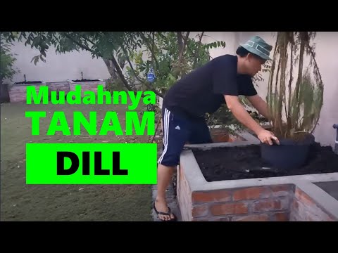 Video: Cara Menanam Dill