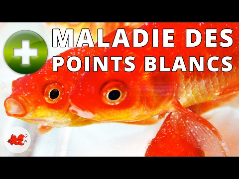 Vidéo: Maladie des points blancs: symptômes, causes et traitements