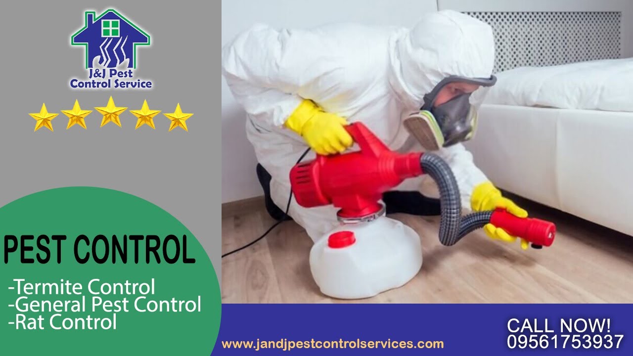 Pest Control Quezon City MM Call ☎️ (02) 8650 3819 YouTube