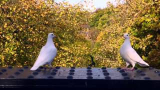 Jesmond Armstrong Bridge October 2015