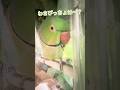 わさびっだ~よぉ…ふえぇ~?? #おしゃべりインコ #わさびっちょ #birds #shorts