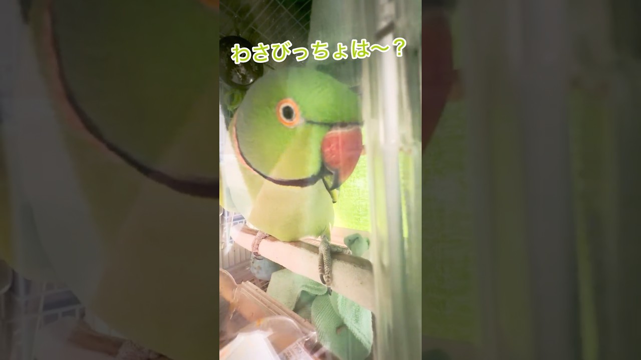 わさびっだ~よぉ…ふえぇ~?? #おしゃべりインコ #わさびっちょ #birds #shorts