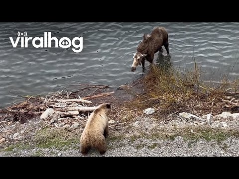 Mother Moose Chases off Grizzly Bear || ViralHog