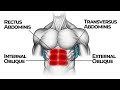 Abdominal muscles how they work together for optimal strength