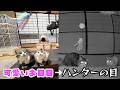 暗闇で猫じゃらしするとこうなります😳