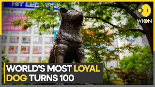 Hachiko: World's most loyal dog turns 100 | Hachiko's loyal echoes acrioss generations | WION