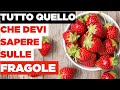 FRAGOLE: calorie, proprietà e valori nutrizionali