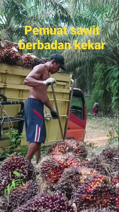 Pemuat sawit berbadan kekar  sawit jumbo#shorts #shortsfeed #cangkang