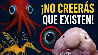 Top 5 Animales Más Raros Del Océano Criaturas Marinas Que Parecen De Otro Planeta