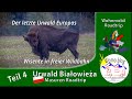 Polen Roadtrip -  Urwald Białowieża - der letzte Urwald Europas