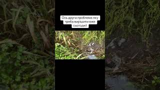 Екологія міста # Васильків # бездіяльність міського голови # місцевої влади # баласинович# депутат