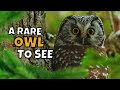 All about the rare boreal owl and how to find one