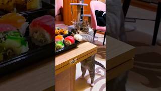 Funny Cats 😂 Episode 278 #Shorts