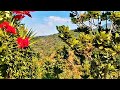 TACUBA, LAS CASCADAS, COMIDA Y THE COFFEE FARM - EL SALVADOR 2020