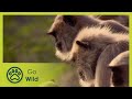 Street Life - Monkey Thieves S2 5/13 - The Secrets of Nature