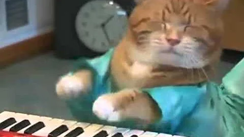 Keyboard Cat REINCARNATED!