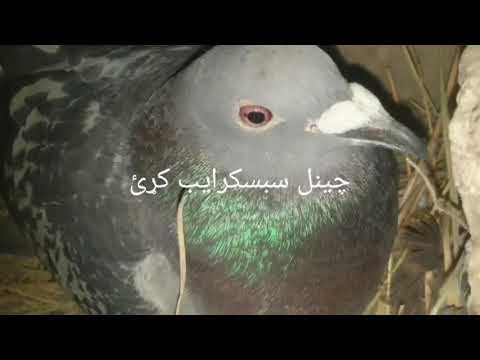    ایوب دیوانه کفتر  سروکی غزل لوبه ټپه