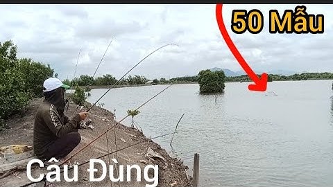 Trở Lại Đùng 50 Mẫu Câu Bống Đục Cá Ngát và Chẽm Lá || Câu Đùng Mỹ Xuân Tân Thành