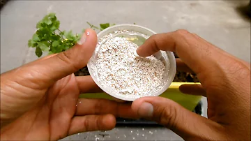 ¿Son buenas las cáscaras de huevo para las hortensias?