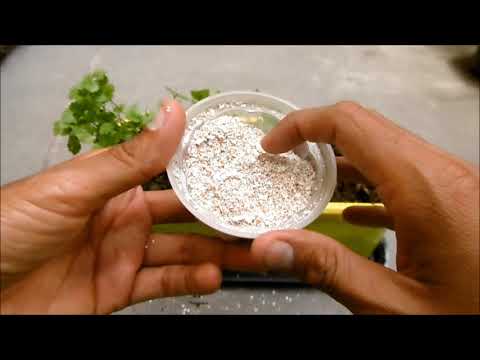 Video: Cómo Usar Cáscaras De Huevo Como Fertilizante (en El Jardín, Para Plántulas Y Plantas De Interior Y No Solo) + Reseñas