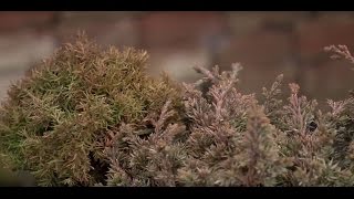 Örökzöldek lombjának téli színváltozása - Kertbarátok - Kertészeti TV - műsor