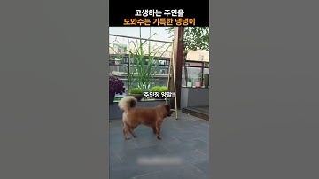 이런 강아지가 있다고? 주인을 도와주는 기특한 댕댕이