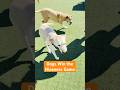 Dogs Win the Niceness Game – Andy Rooney
