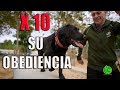 Cómo ADIESTRAR a tu PERRO para que te OBEDEZCA SIEMPRE  (Técnica de Adiestramiento Canino)