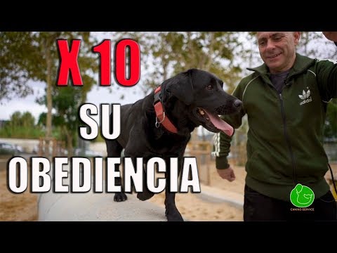 Video: Pregúntele a un adiestrador de perros: ¿Debo dejar que mi perro mire?