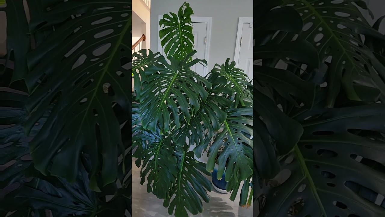 monstera monkey leaf water plant Monstera Monkey Leaf | 170cm main image 1