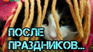 ПОСЛЕ ПРАЗДНИКОВ... AFTER HOLIDAYS...FUNNY CATS by  CAT HOUSE IN BUCHA 195 views 4 months ago 2 minutes, 3 seconds