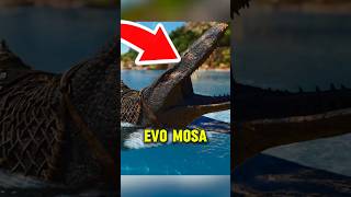 This NEW MOSA is INSANE | Ark Ascended