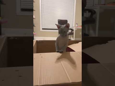 Canadian sphynx cats