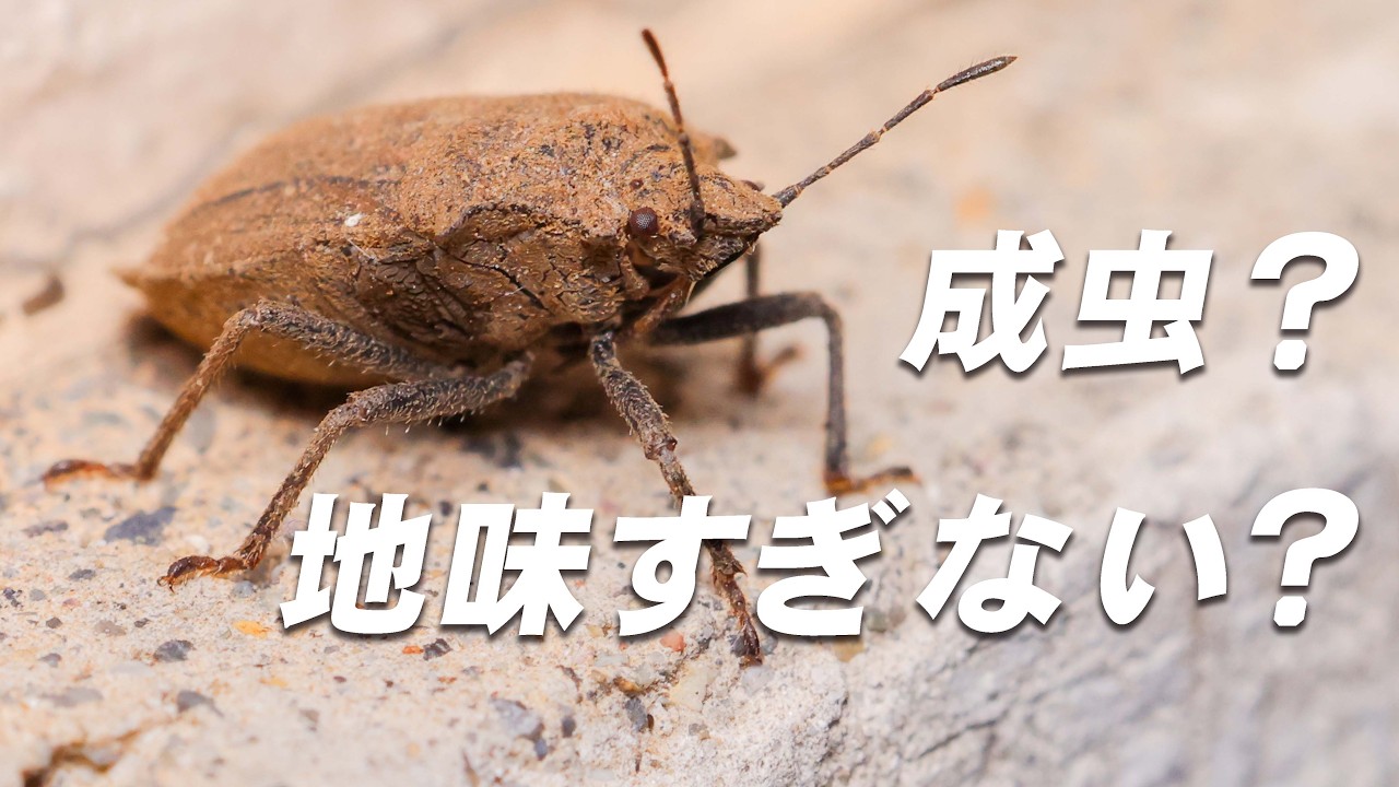 初めて見たのに地味すぎる…謎のカメムシの正体【オオクロカメムシ