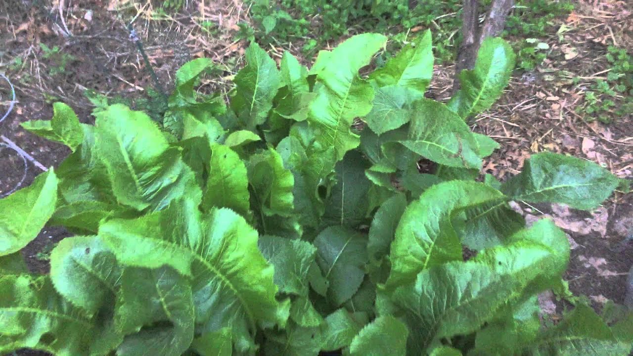 Backyard Horseradish Part 3, 6/4/15, Giant Leaves YouTube