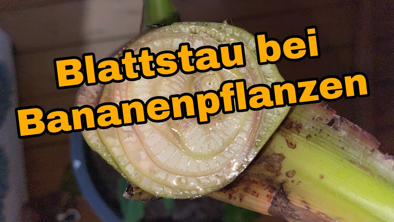 Blattstau bei Bananenpflanzen - Was ist zu tun