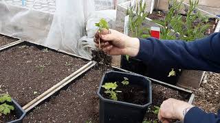 Jobs For April On Our Allotment's   Fruit Cuttings Maintenance  Mini Walk In Greenhouse