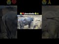 #vlog #shorts