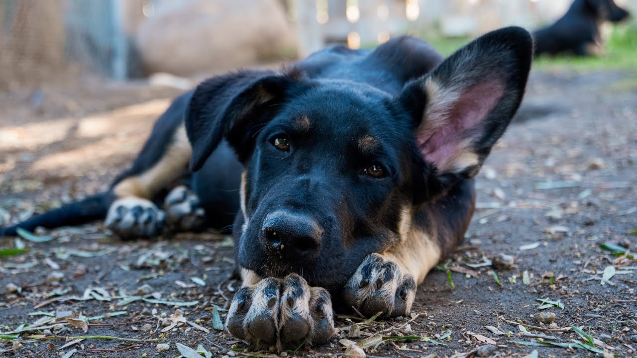 Man’s Best Friend: LASD K9 Deputies Work to Keep Santa Clarita, L.A. County Safe