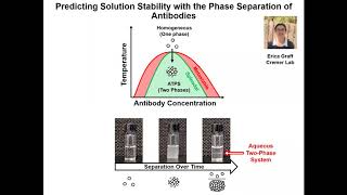 Predicting Solution Stability with the Phase Separation of Antibodies