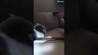 “Where’s the catnip 😡 #marriageproposals