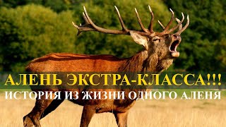 видео: АЛЕНЬ ЭКСТРА-КЛАССА!!! ИСТОРИЯ ИЗ ЖИЗНИ ОДНОГО АЛЕНЯ картинка: АЛЕНЬ ЭКСТРА-КЛАССА!!! ИСТОРИЯ ИЗ ЖИЗНИ ОДНОГО АЛЕНЯ
